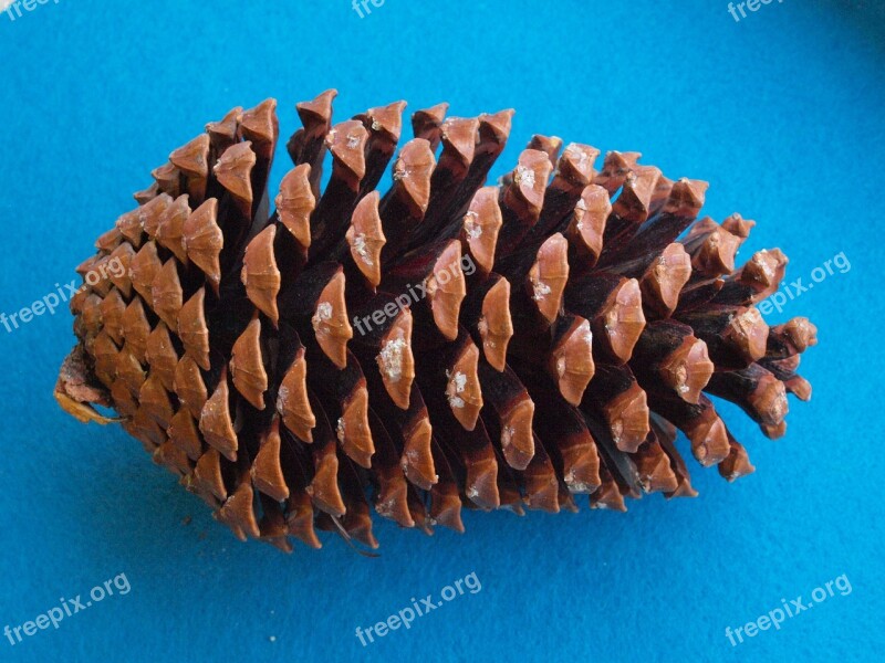 The Beach Pine Cones Pinus Pinaster Pinus Maritima Maritime Pine Star Pine