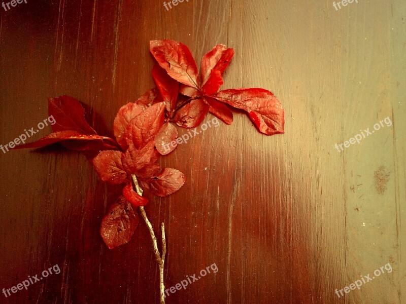 Leaves Red Autumn Red Leaf Tree