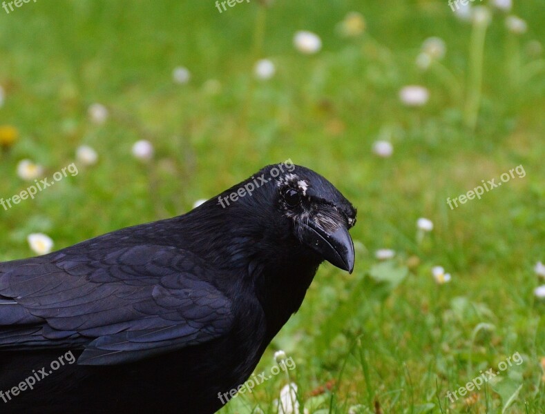 Crow Raven Raven Bird Black Bill