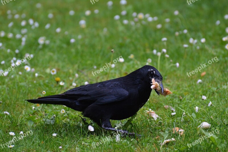 Crow Raven Raven Bird Black Bill