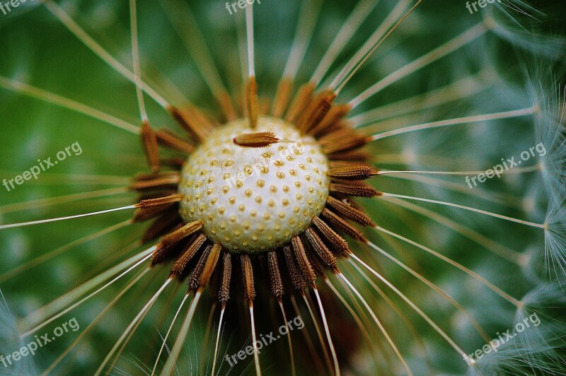 Dandelion Plant Nature Flower Close Up