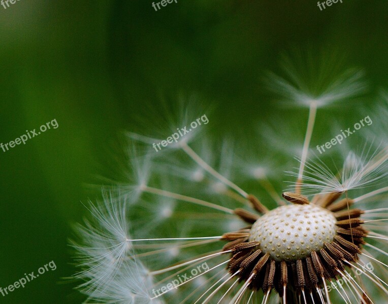 Dandelion Plant Nature Flower Close Up