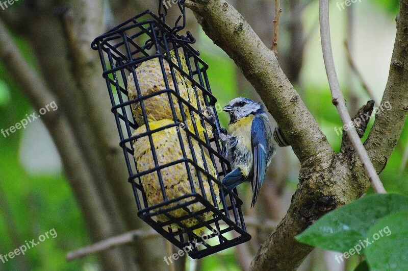 Blue Tit Bird Flying Tit Bird Seed