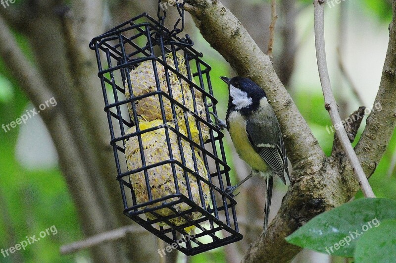 Tit Bird Flying Bird Seed Nature