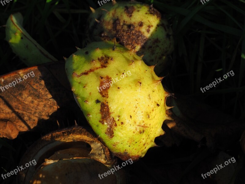 Chestnut Shell Fruit Autumn Fruit Autumn