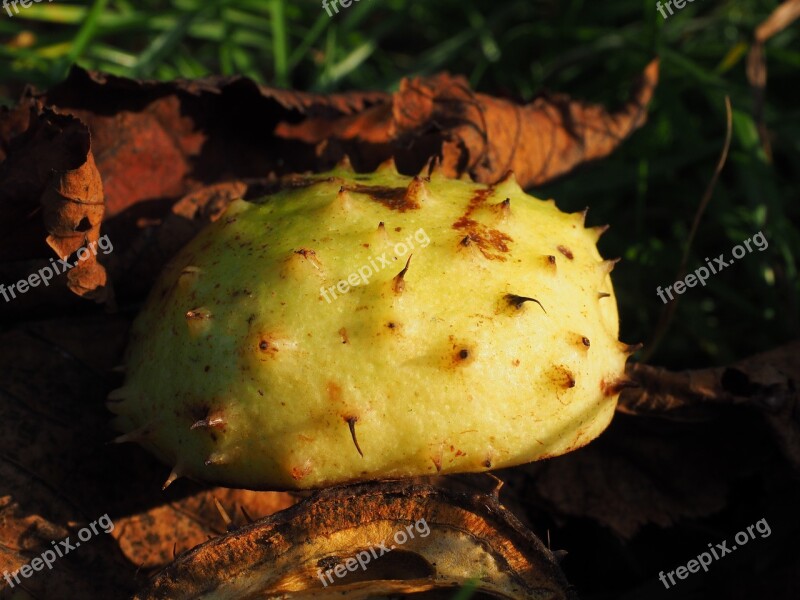 Chestnut Shell Fruit Autumn Fruit Autumn