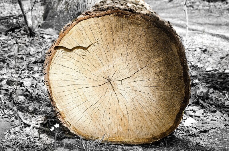 Wood Log Tree Rings Timber