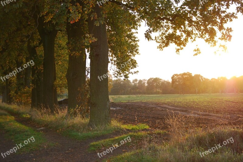 Tree Oak Light Sunset Landscape