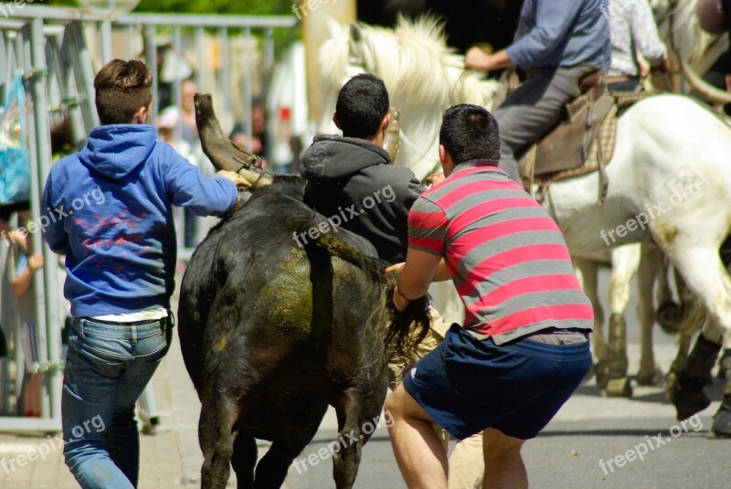 Camargue Village Festival Bulls Gardians Feria