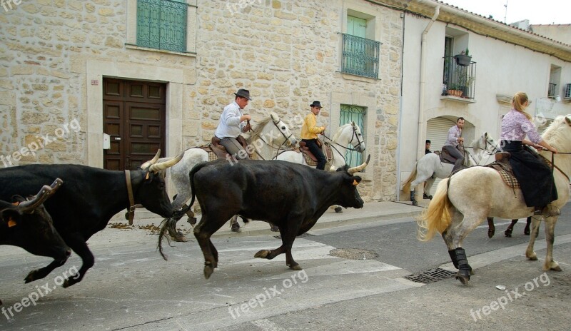 France Camargue Bulls Gardians Village Festival