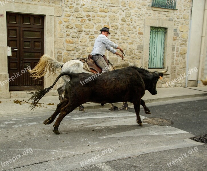 France Camargue Bulls Gardians Village Festival