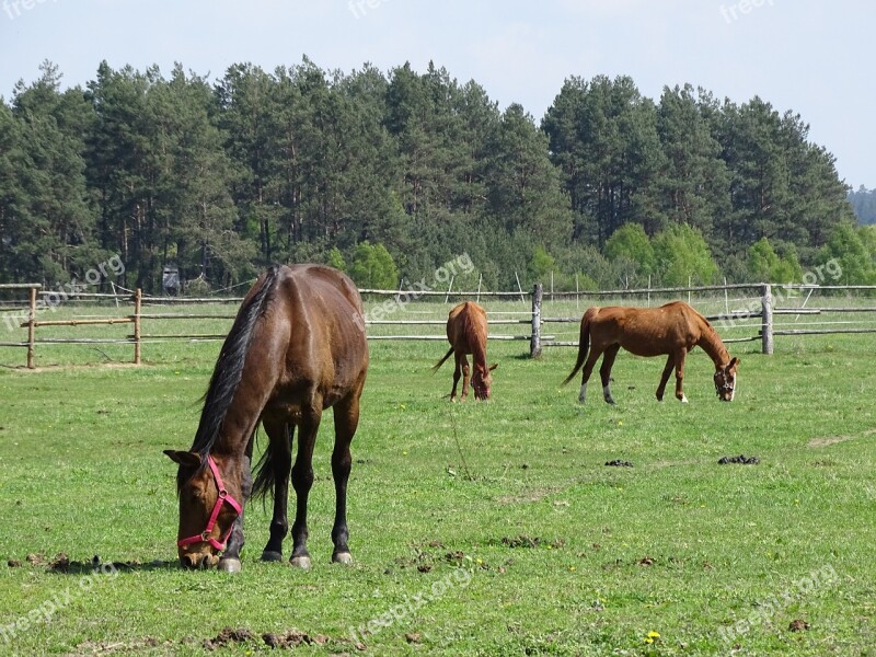 Horses Pasture Land Nature Free Photos