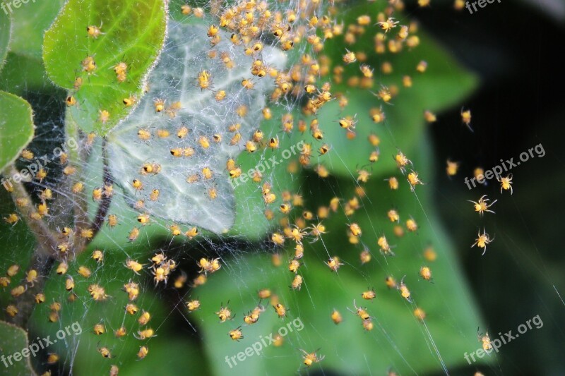 Spin Spider Baby Nature Cobweb Ivy