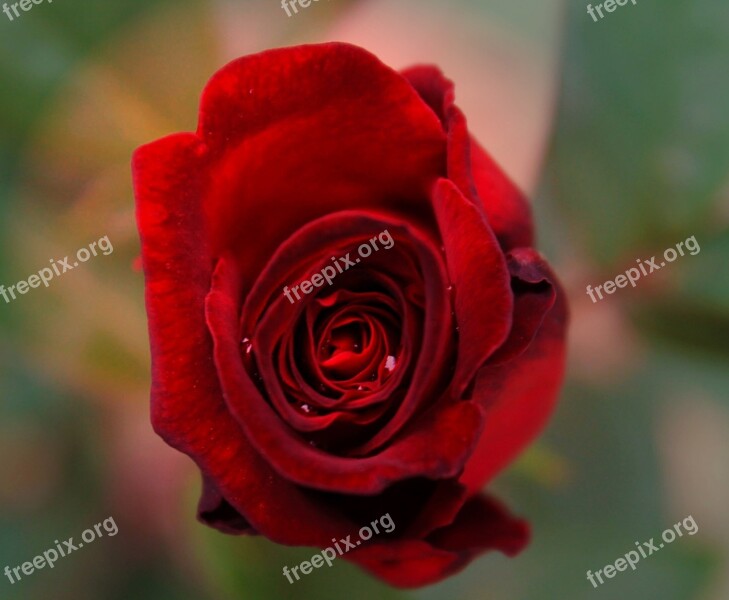 Rose Flower Red Red Rose Nature