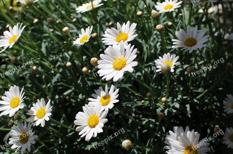 Daisies Flowers Blossomed Bud Spring Flowers