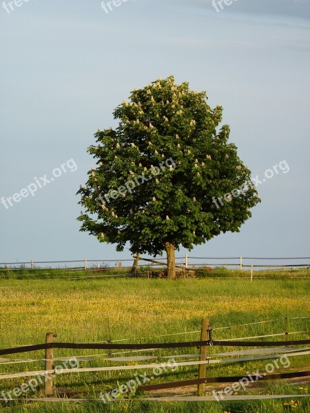 Chestnut Blossom Bloom Bloom Tree