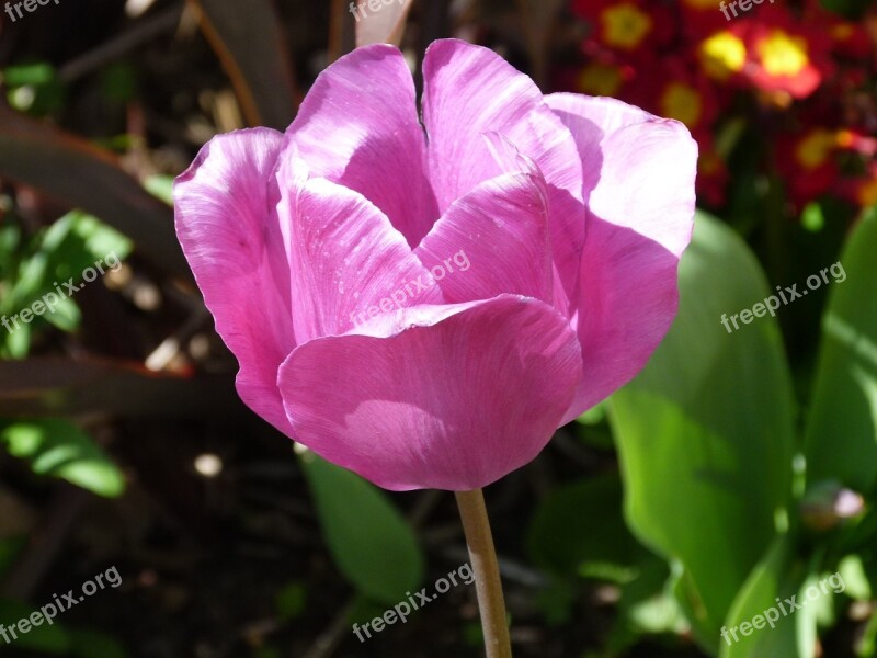 Tulip Close Up Single Bloom Spring Flower