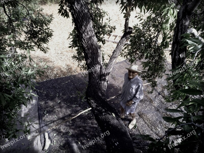 Grandfather Tree Mallorca Almonds Algaida