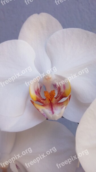 Orchid Closeup White Blossom Plant