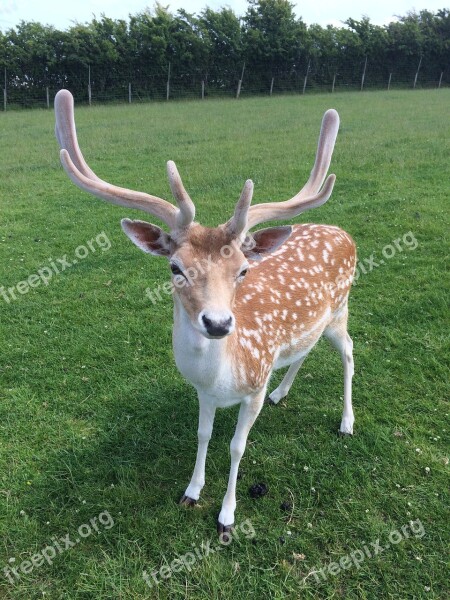 Deer Animal Antler Nature Wildlife