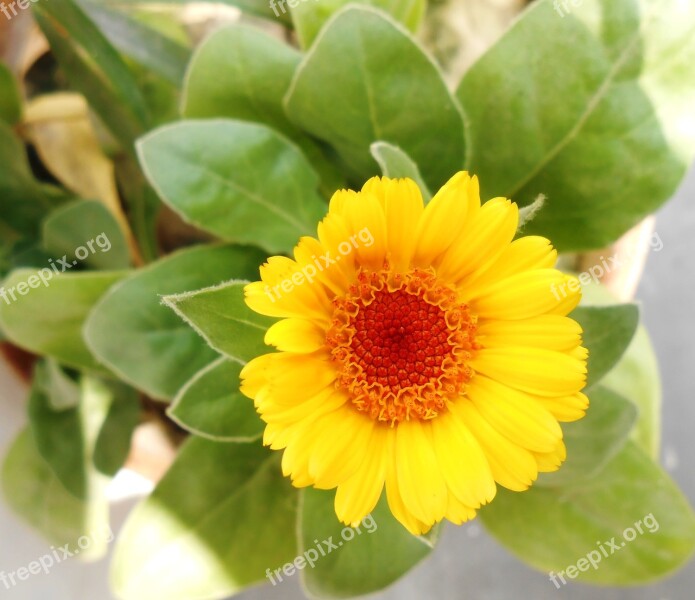 African Marigold Flower Yellow Natural Nature