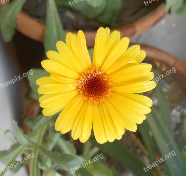 African Marigold Yellow Flower Marigold Flower Garden