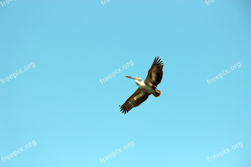 Birds Sky Bird Flight Sea Bird Flight