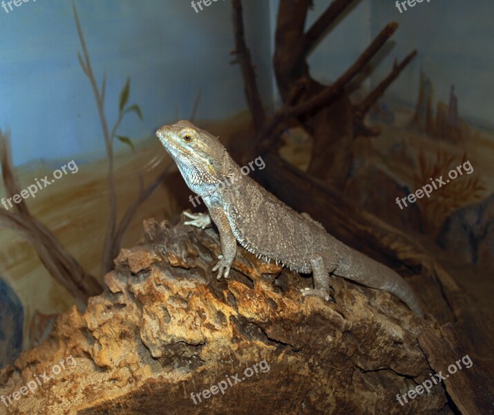 Lizard Reptile Reptiles Free Photos