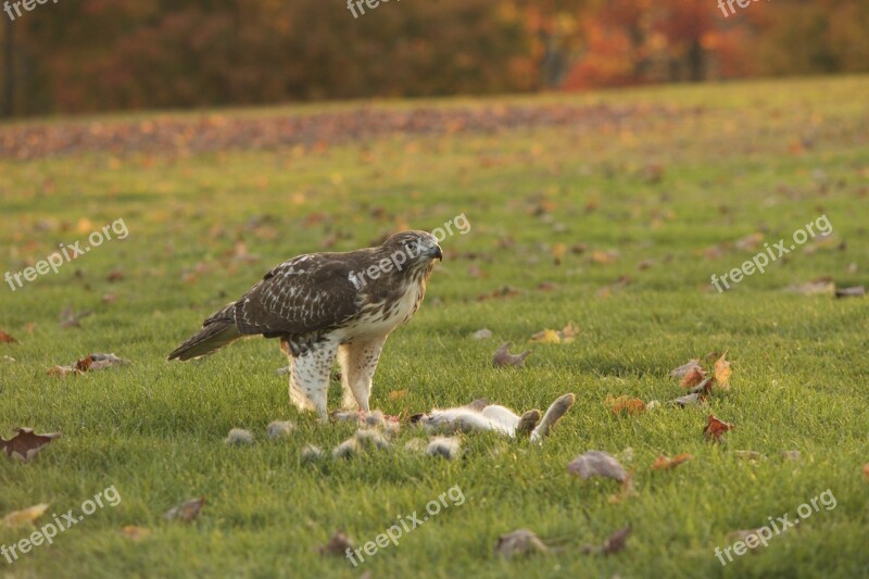 Eagle Kill Bird Prey Beak