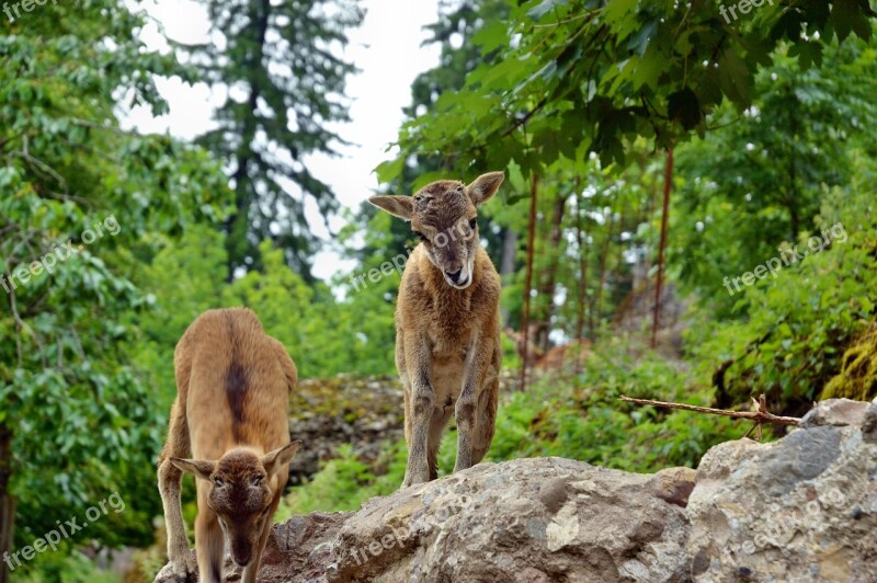 Roe Deer Kitz Wild Forest Red Deer