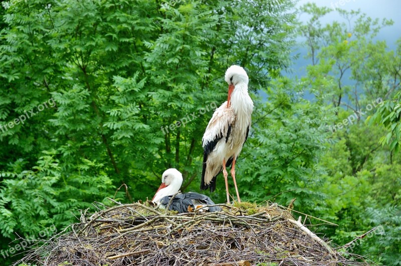 Storks Nest Storchennest Birds Breed