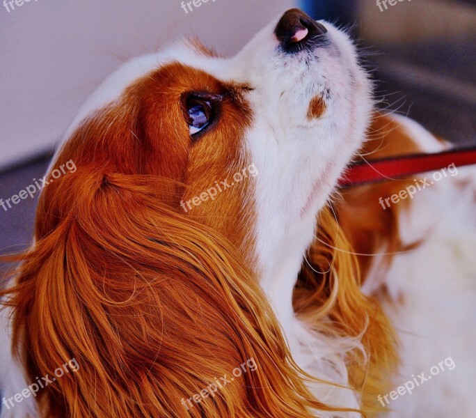 Dog Cavalier King Charles Spaniel Funny Pet Animal