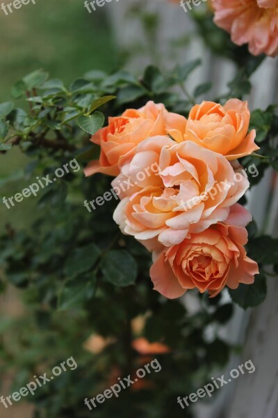 Tea Rose Rose Plant Flower Orange