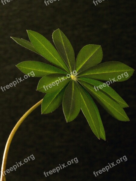 Lupin Leaf Macro Leaf Lupine Plant