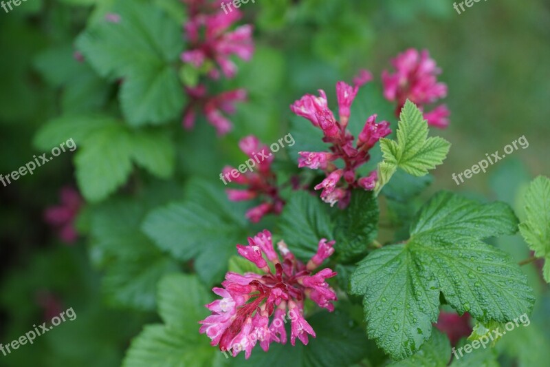 Johannisbeer Purple Bush Leaf Nature