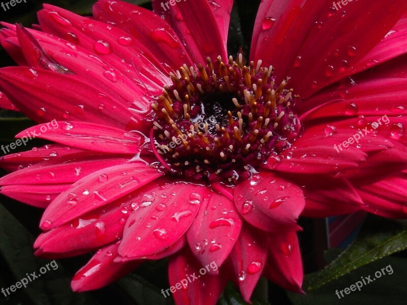 Gerbera Daisy Flower Floral Red