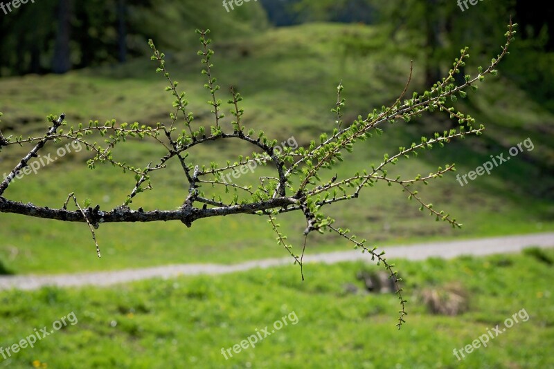 Branch Larch Nature Free Photos