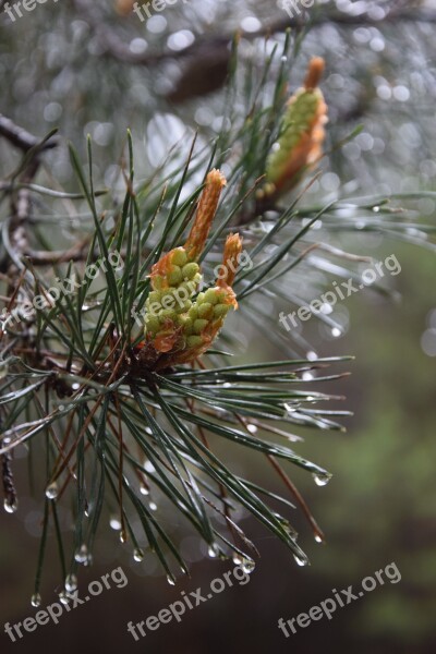 Pine Rain Tree Closeup Coniferous