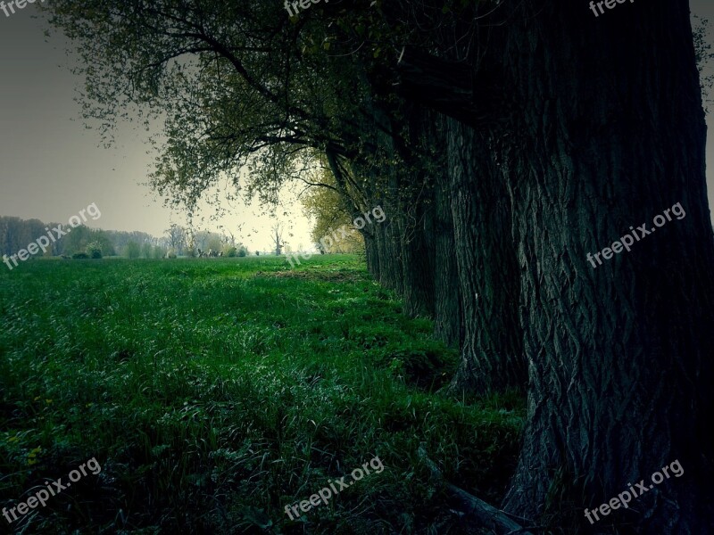 Forest Tree Landscape Nature Branch Branches