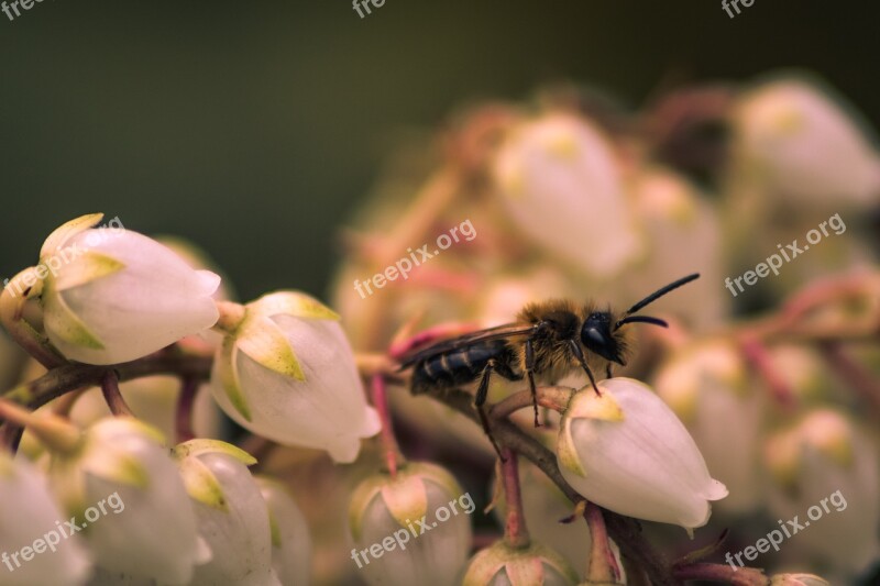 Insect Fly Animal Nature Macro