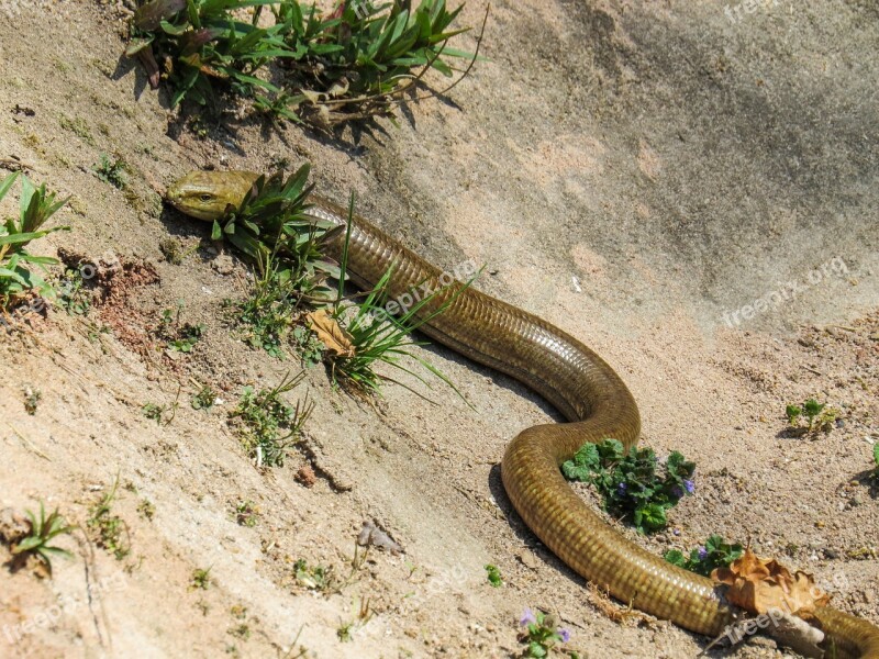 Snake Lizard Crawl Scale Hunt