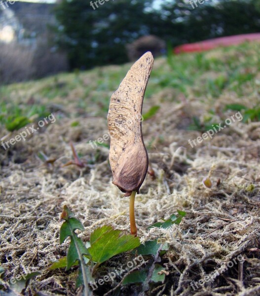 Seed Tree Maple Nose Germinate