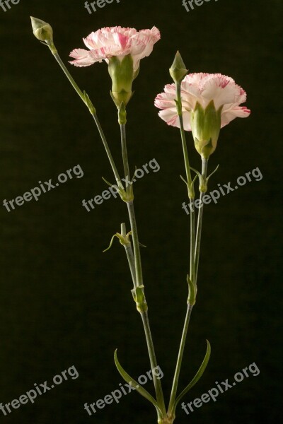 Flower Carnation Pink Ornamental Plant Macro