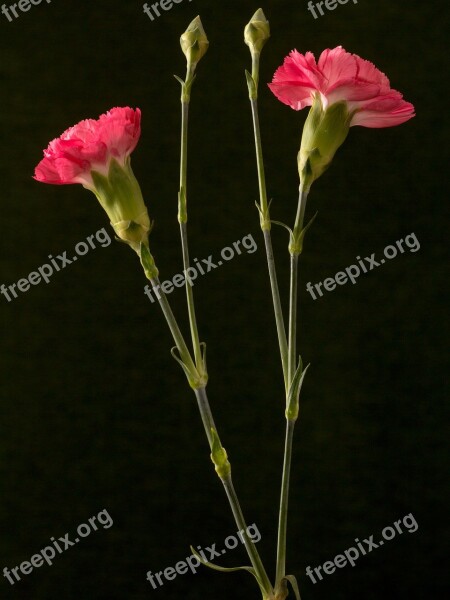 Carnation Flower Red Ornamental Plant Macro