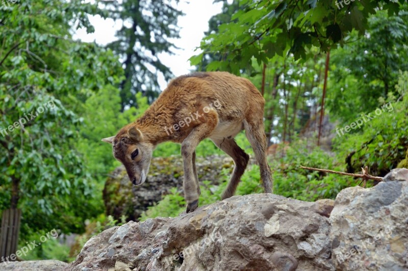 Roe Deer Kitz Wild Forest Red Deer