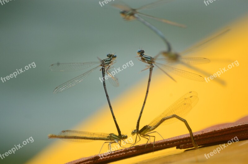 Dragonflies Playback Insect Love Pairing