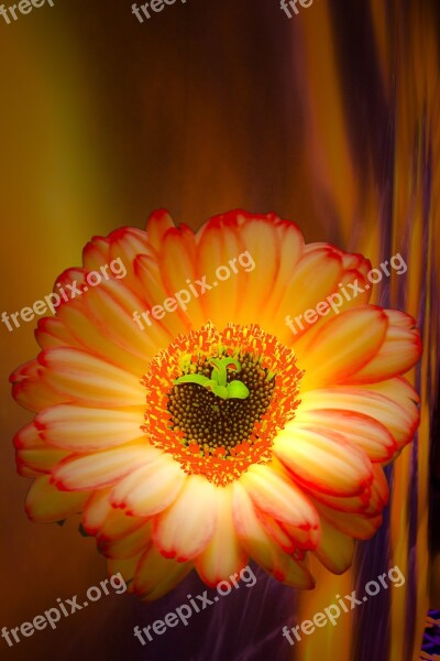 Gerbera Flowers Creative Flower Petals