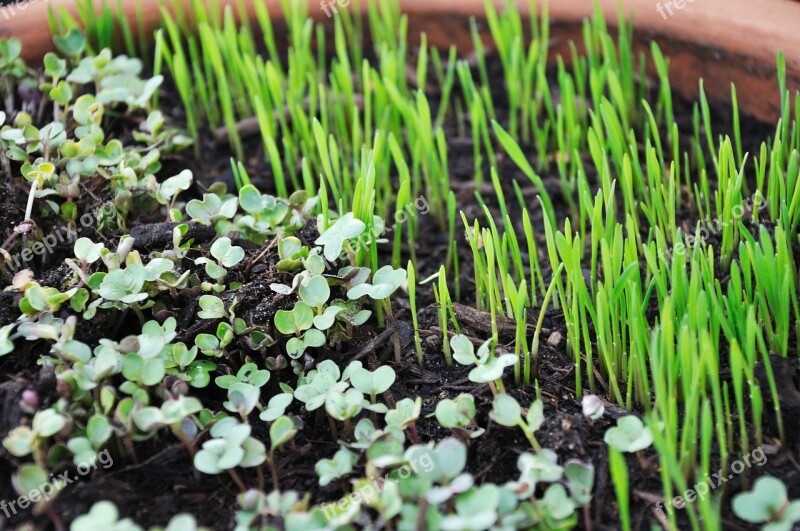 Sprouts Greens Growing Pot Microgreens