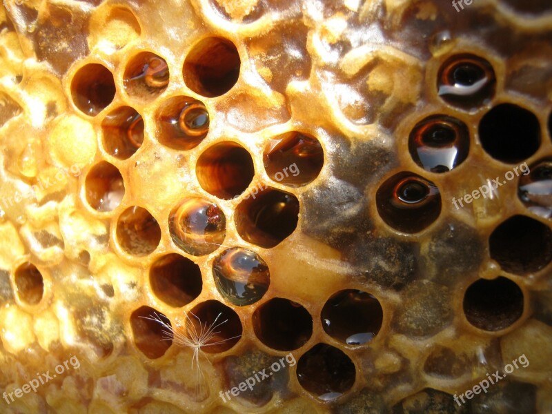 Honey Hive Framework Bee Wax