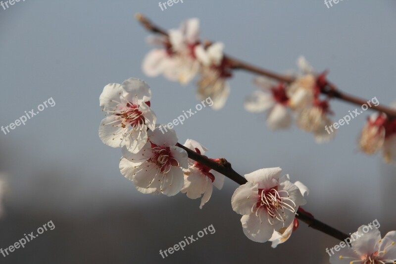 Plum Flower Flowers Spring It Is One Of The Beauty